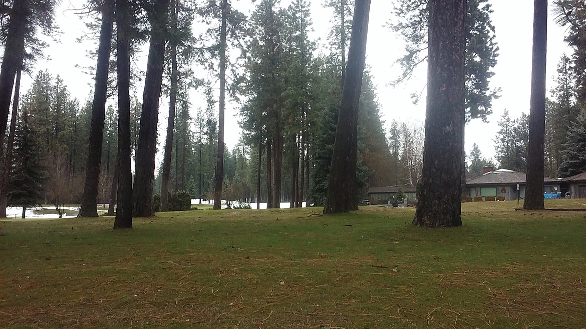 Photo by TYLER WILSON
Wooded view of the Coeur d'Alene Golf Club. Just ignore the snow on the ground.