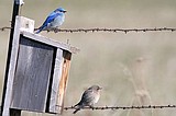 The bluebirds are coming; help them find homes