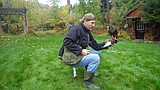 Falconry, a historic sport