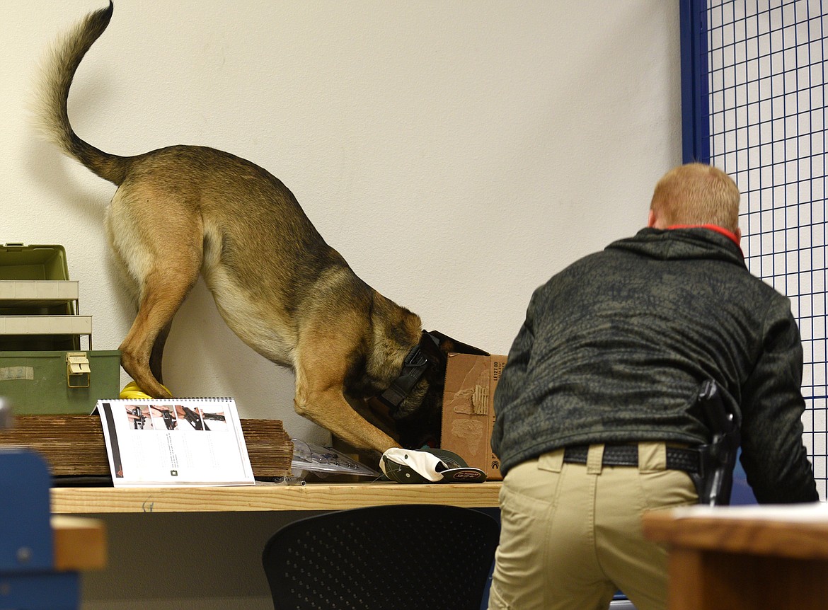 Cairo finds drugs hidden in a box as his trainer Jason Parce looks on during certification at the Montana Highway Patrol office in Kalispell on Wednesday. (Aaric Bryan/Daily Inter Lake)