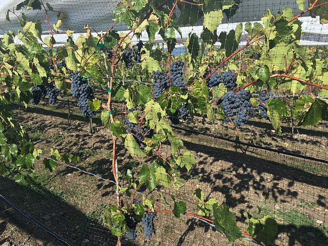 Petite Pearl grapes, a cold-hardy variety that many Northwest Montana grape growers are trying, are shown at the Shooting Star Vineyard in Eureka, owned by Mike and Teresa Dechart.