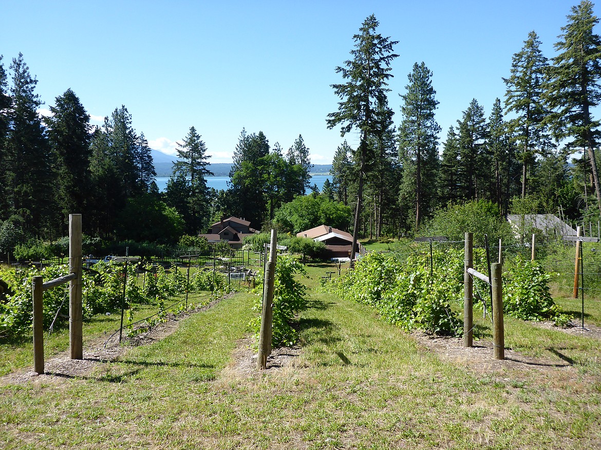 Polson grape grower Larry Robertson recently took over the vineyard at at Annie Page&#146;s place on Finley Point and expects his first grapes this fall.