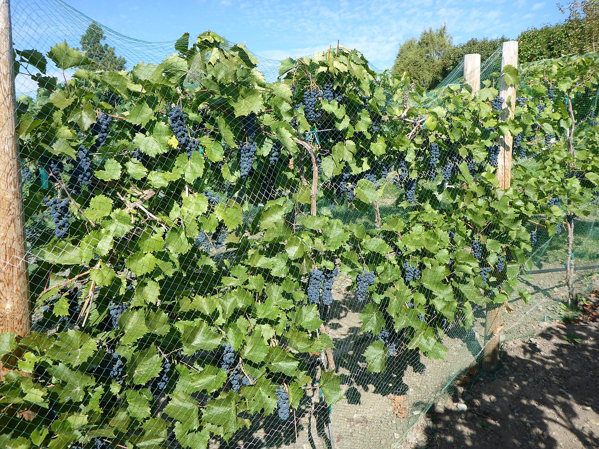 Growers in Northwest Montana are finding success with cold-hardy grape varieties.