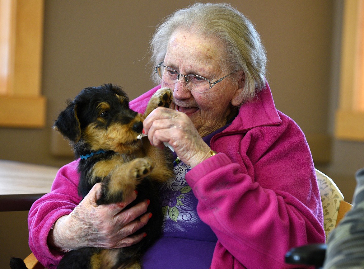 Helen Hauser plays with an 8-week-old Airedale terrier at the Montana Veterans' Home on Wednesday. (Aaric Bryan/Daily Inter Lake)