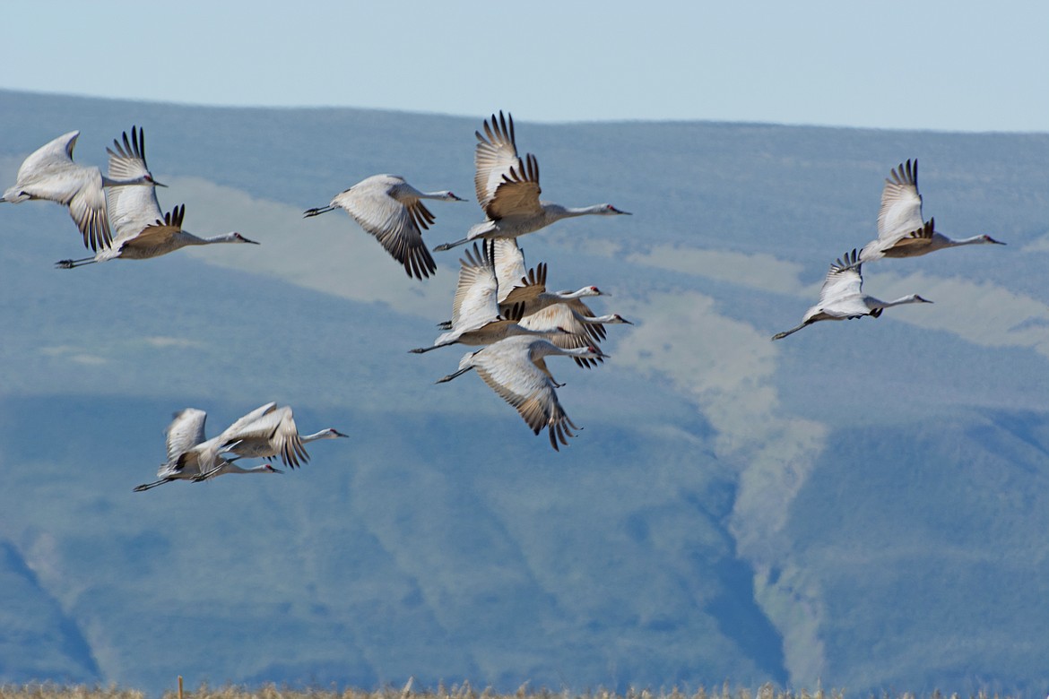 Sandhill Crane Festival Photo - Traveling the Pacific Flyway from California to Alaska, Sandhill Cranes are a picture of beauty against a mountain backdrop.