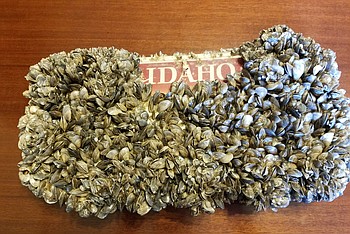 Lead