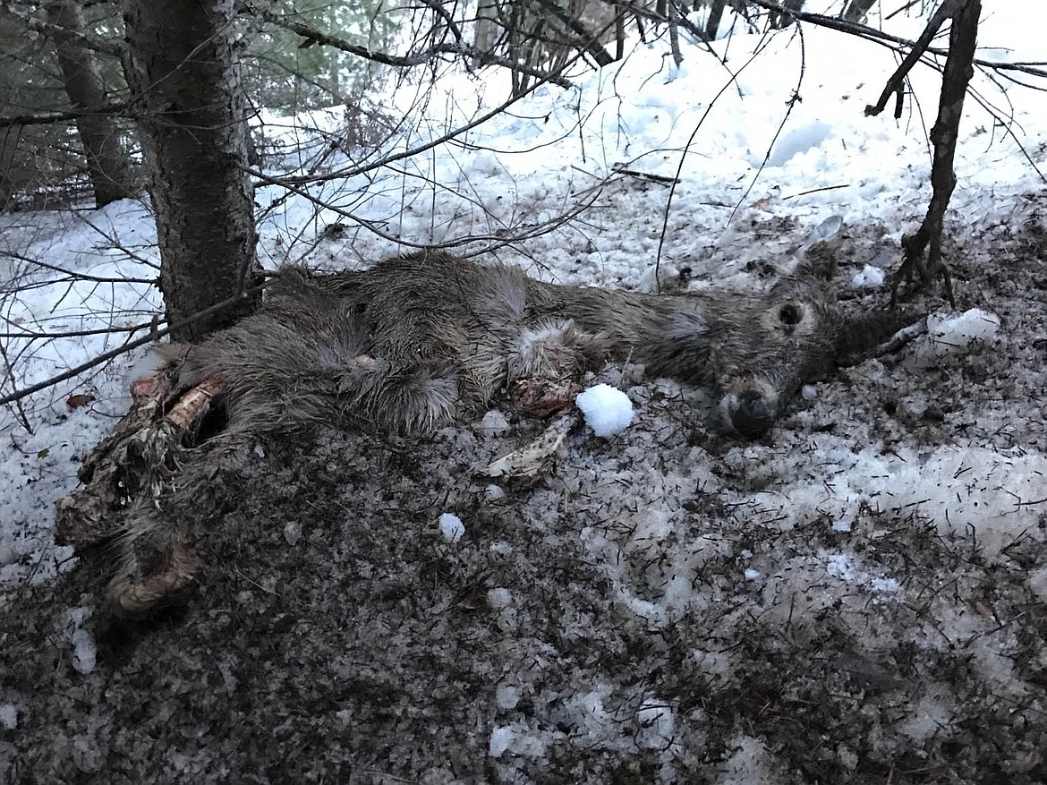 courtesy photo
The deer carcass Guy Seiferd discovered after he watched a murder of crows move down the hillside near his home in Kellogg. Seiferd followed the tracks and discovered that the crows had followed and pecked at this deer for several hundred feet down the hillside.