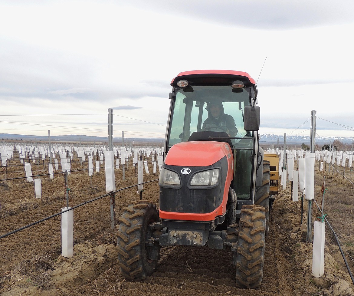 Ted Escobar/The Sun Tribune - Tractor driver Hermilo Suarez plants pasture grass between the rows of a new planting.