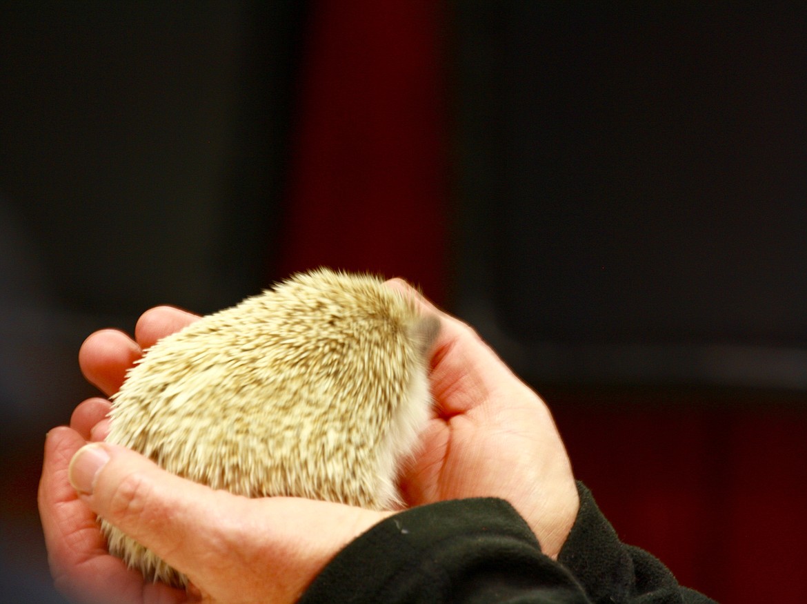 Tess Lyscio&#146;s Hedgehog named Watson is held by one of the judges after the demonstrarion.