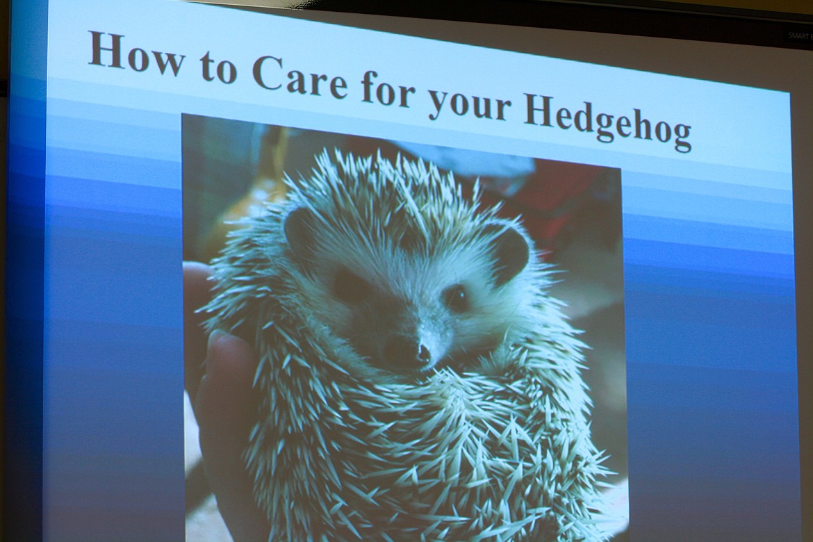 The title PowerPoint slide for Tess Lyscio&#146;s demonstration on How to Care for your Hedgehog.