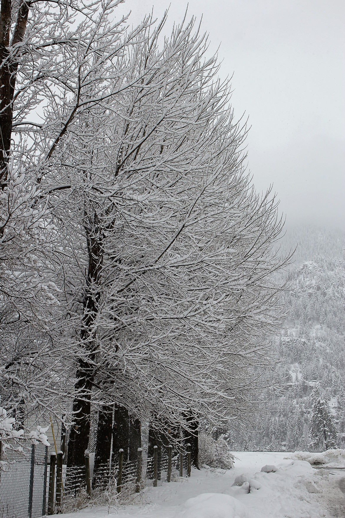 Once again trees and roads were inundated with snow as winter continued to pound the area last week. (Kathleen Woodford/Mineral Independent)