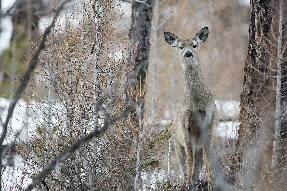 A whitetail deer pauses up the North Fork last week.