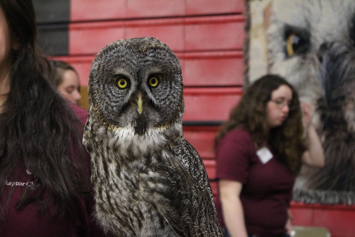 Cheryl Schweizer/Columbia Basin Herald
Owls were among the raptors attending the Sandhill Crane Festival Saturday in Othello. Their visit was courtesy of the Washington State University Raptor Club.