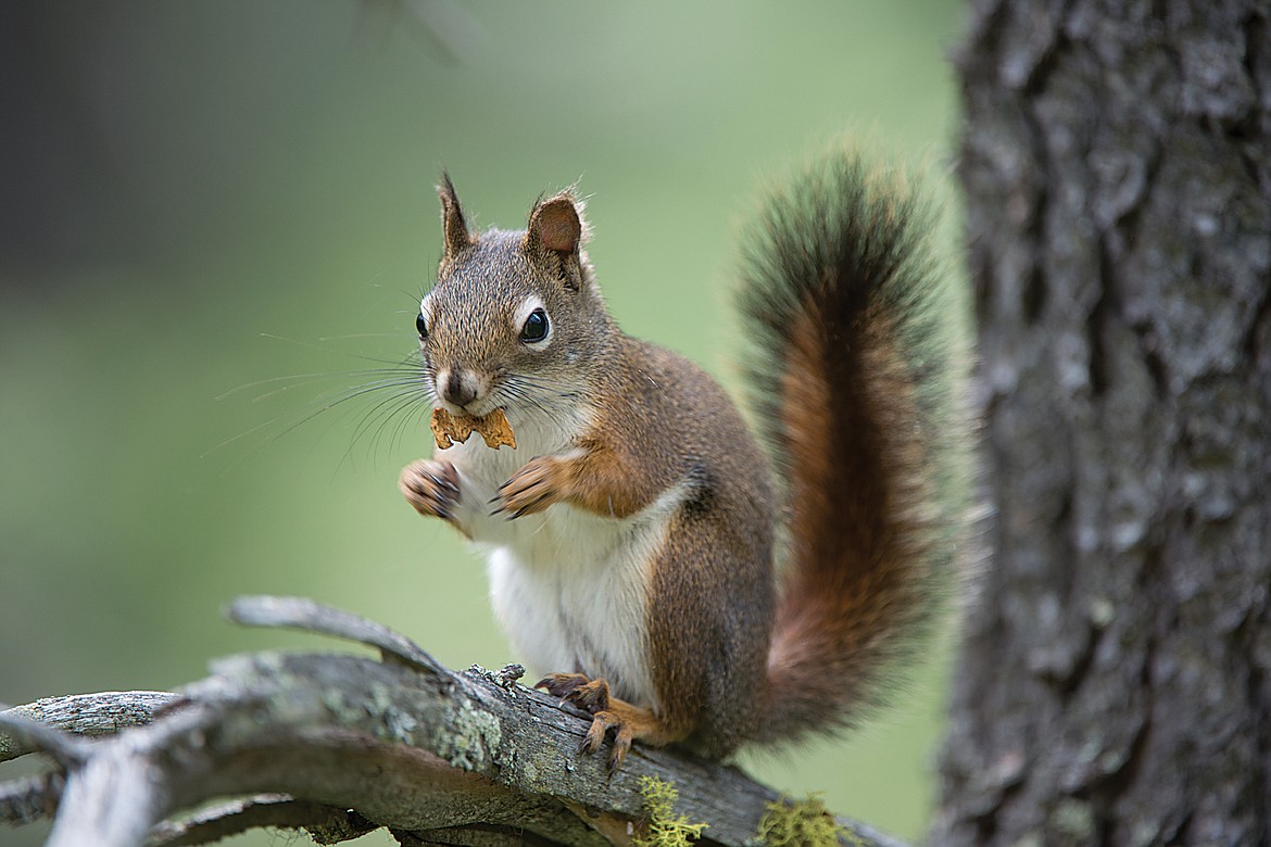 Mushrooms aren't just a human delicacy, red tree squirrels also covet the fungus and will stash it in tree limbs to eat later. Here a squirrel munches on a cached mushroom.