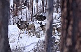 FWP embarking on extensive mule deer study