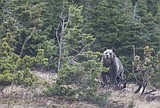 Get out the bear spray, put away the bird feeders, bears are awake