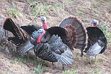 Get ready to hunt gobblers