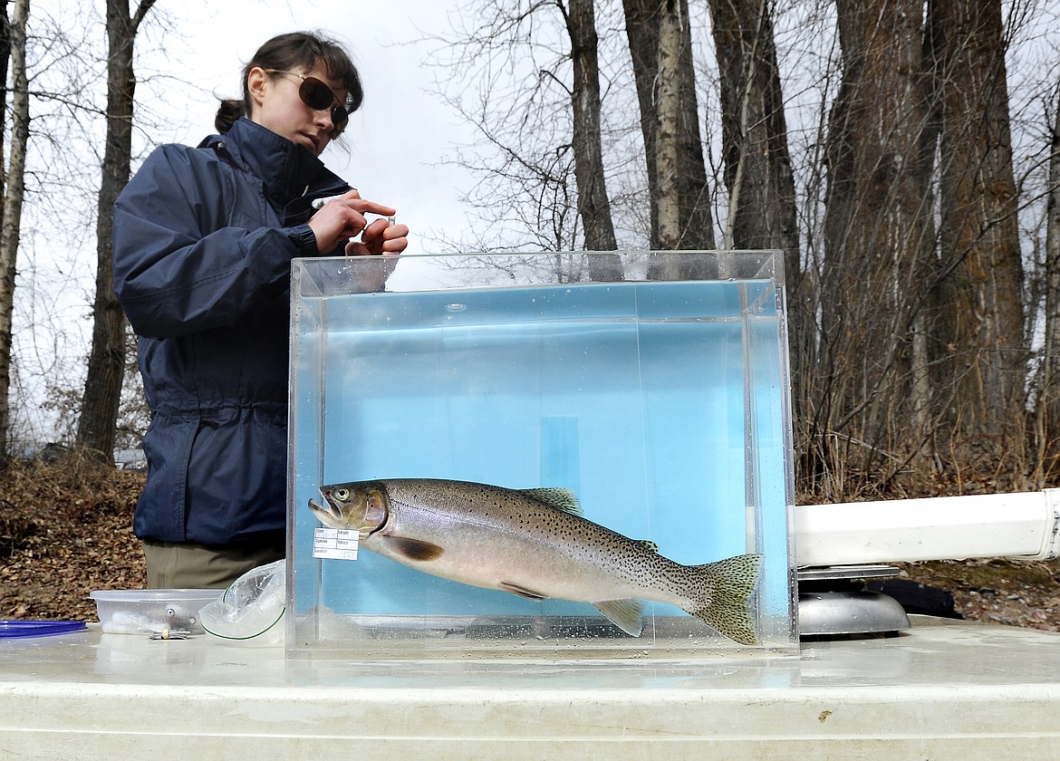 A trout sits in a tank to be photographed as Montana Fish, Wildlife and Parks fishery biologist Amber Steed documents it at the Teakettle Fishing Access on the Flathead River on March 12, 2015.