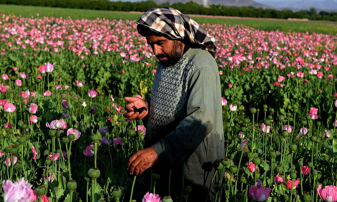 AFP PHOTO/JAWED TANVEER
Afghanistan is the world&#146;s largest opium producer today.