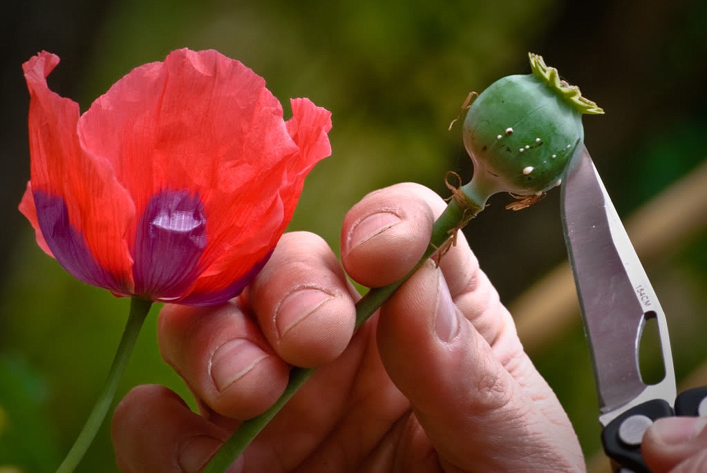 GOOGLE IMAGES
Opium poppy being scored to extract latex.