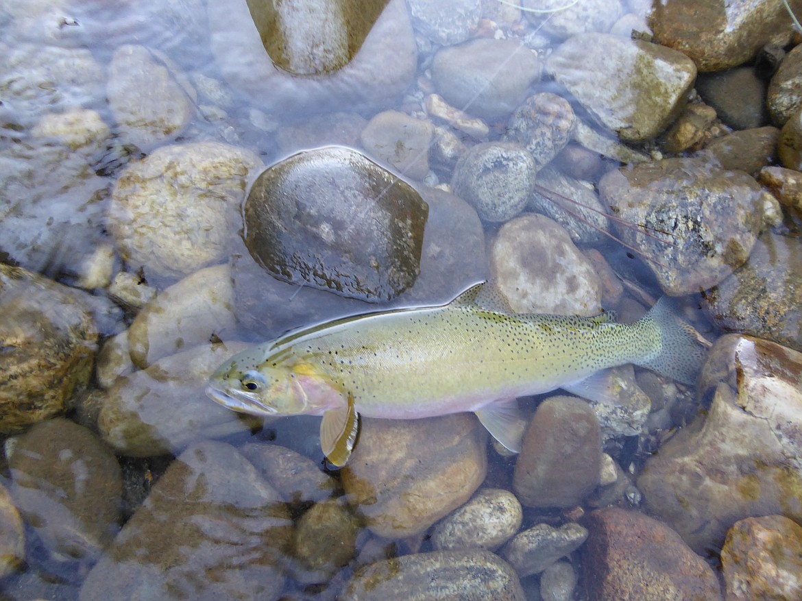 ROGER PHILLIPS/Idaho Department of Fish and Game
Cutthroat trout, North Fork of the Clearwater River.