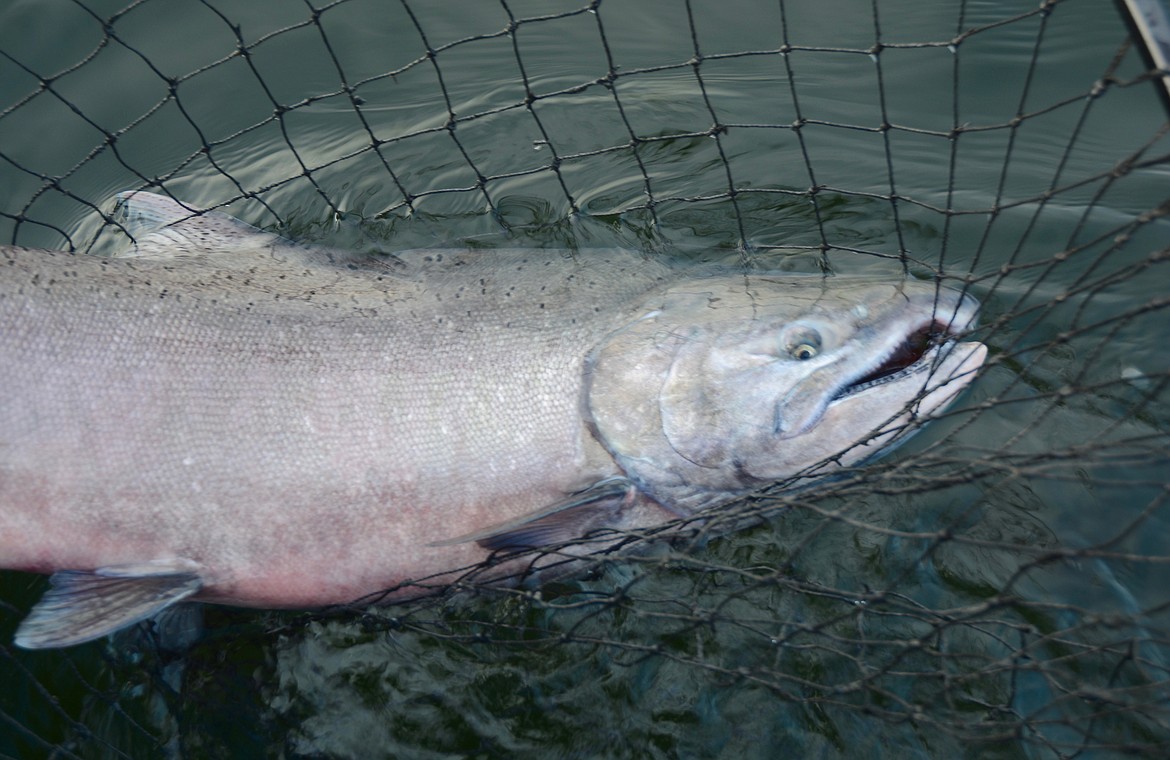 ROGER PHILLIPS/Idaho Department of Fish and Game
Idaho Fish and Game&#146;s hatchery summer chinook run has improved enough the agency can offer a limited fishing season for the fish, like the one pictured here.