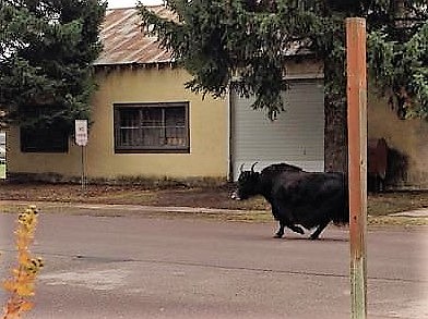 Last fall, Joanie Merriman took a photo of a run-away yak near the Superior post office.  Reports were that the yak had escaped from a trailer when the owner had stopped in town.