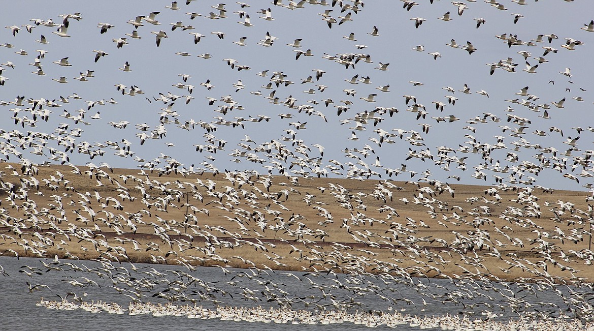 15,000 snow geese were reported over the weekend of March 25 at Freezeout Lake Wildlife Management Area near Fairfield. (Kathleen Woodford/Mineral Independent).