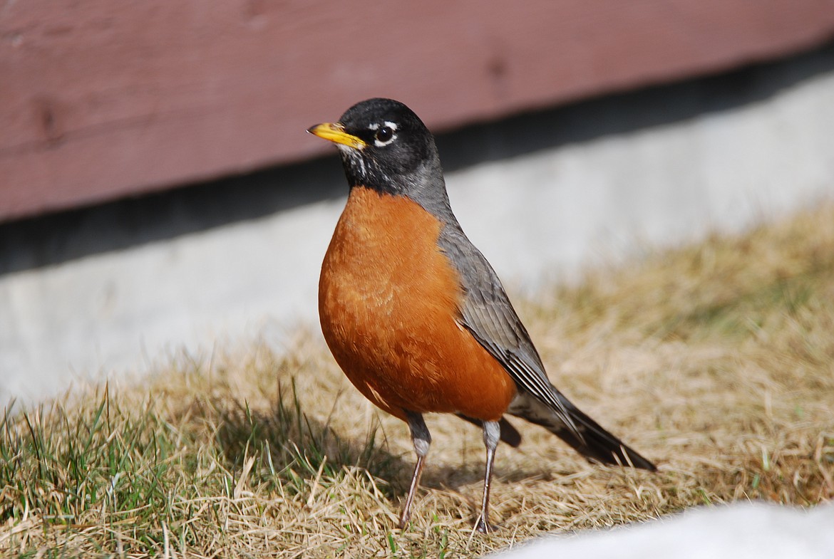 &#151;Photo by DON BARTLING
Now that robins have returned, warmer weather will certainly follow.