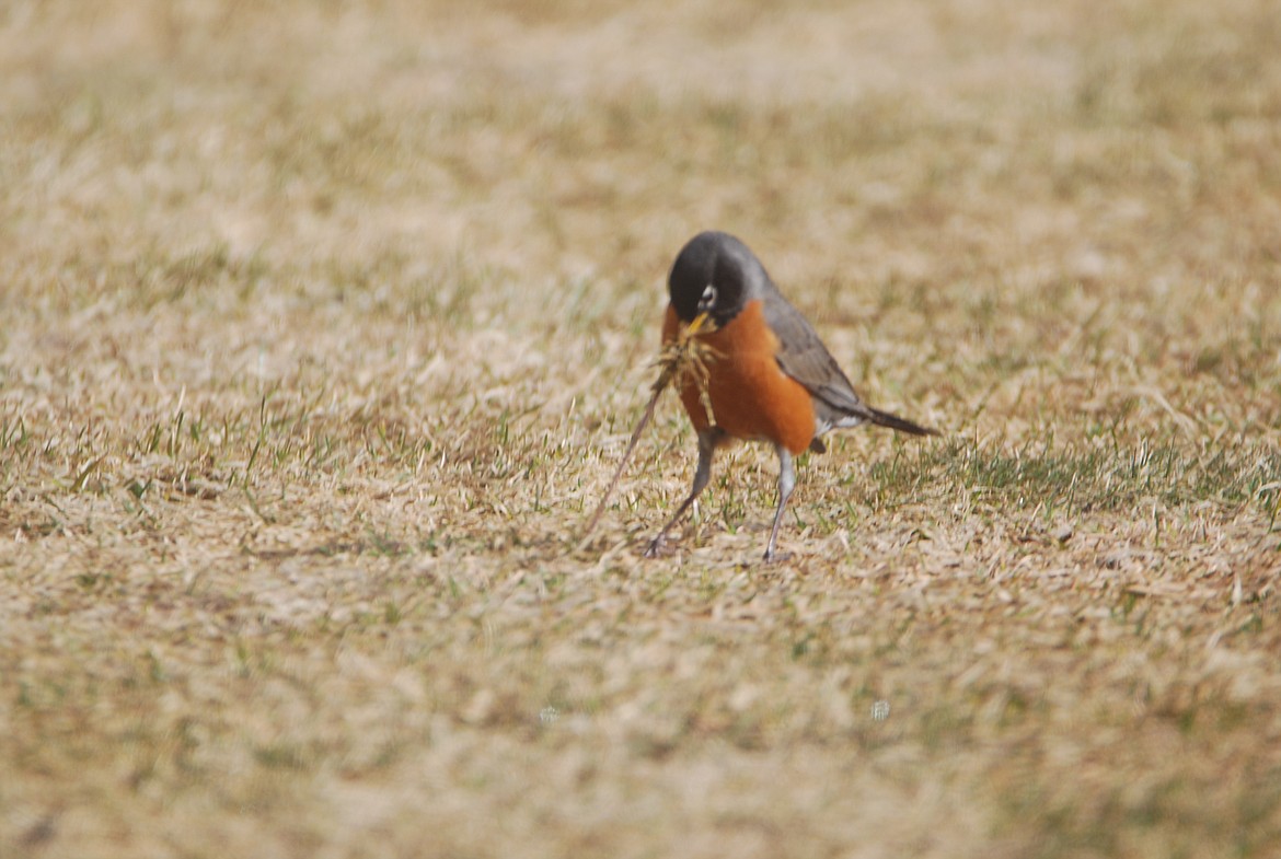 &#151;Photo by DON BARTLING
It's somewhat humorous and entertaining to watch a robin attempt to pull a worm from the soil particularly if the worm is putting up a strong resistance.