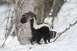 A meadowlark, an eagle, a duck and a skunk