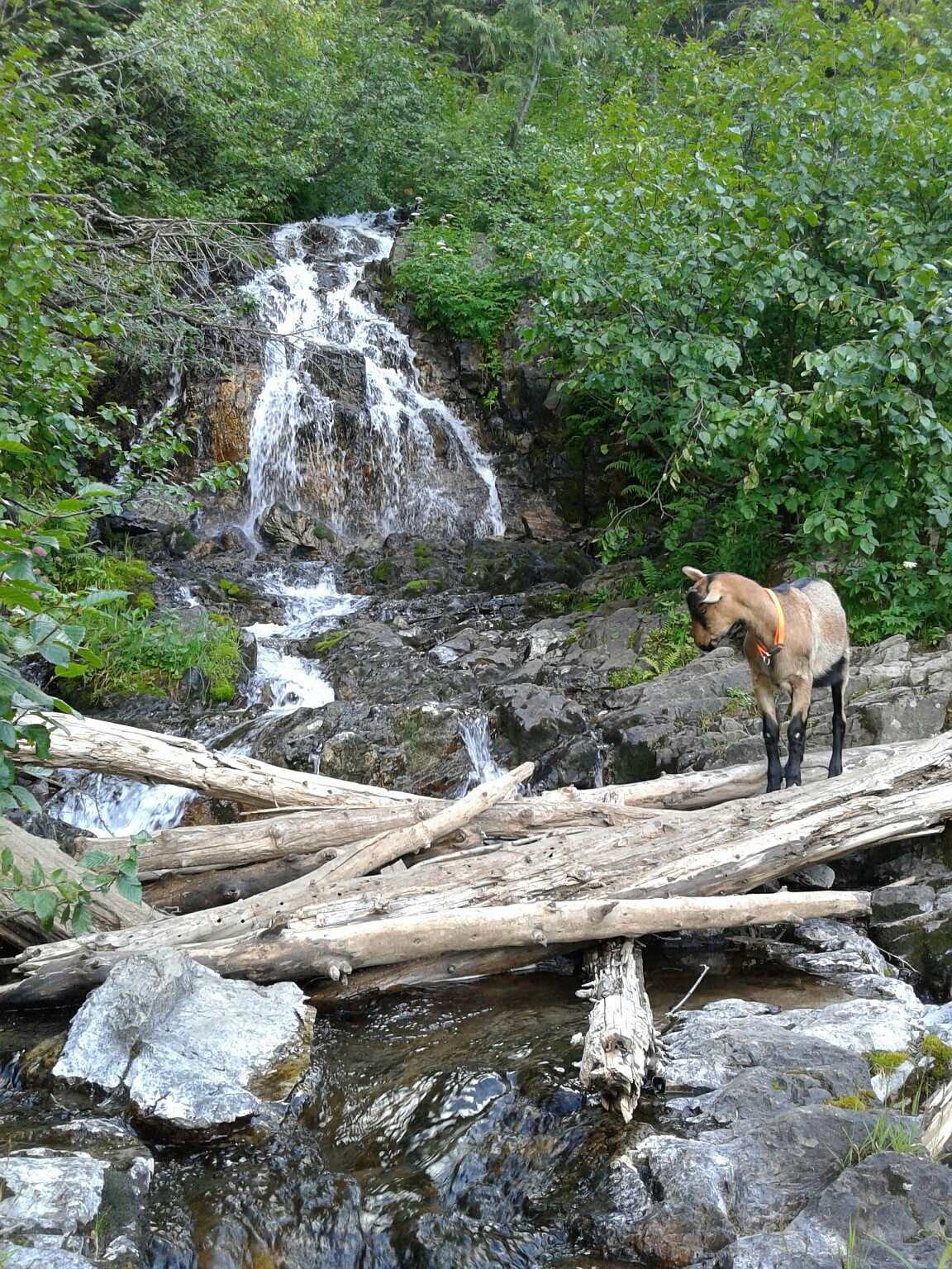 Tank doing a little creek crossing on the trail to Steven&#146;s Lakes.