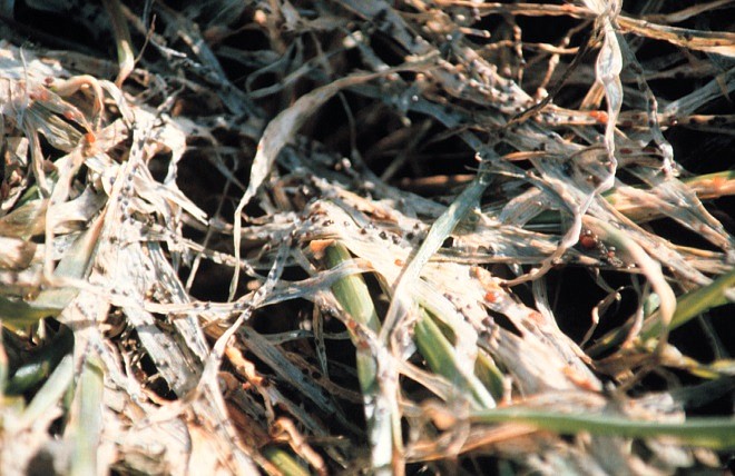 (Photo: smallgrains.wsu.edu)
Speckled Snow Mold