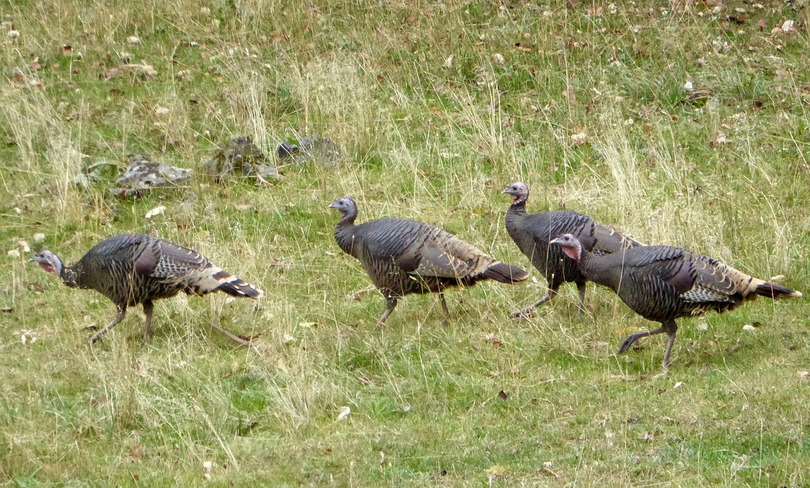 ROGER PHILLIPS/Idaho Department of Fish and Game 
Spring turkeys cross a field in southwestern Idaho.