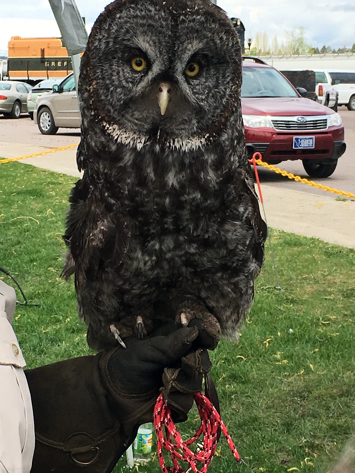AN OWL, brought over by the Wild Wings Recovery Center, checks out the 2016 Flathead Earth Day celebration.