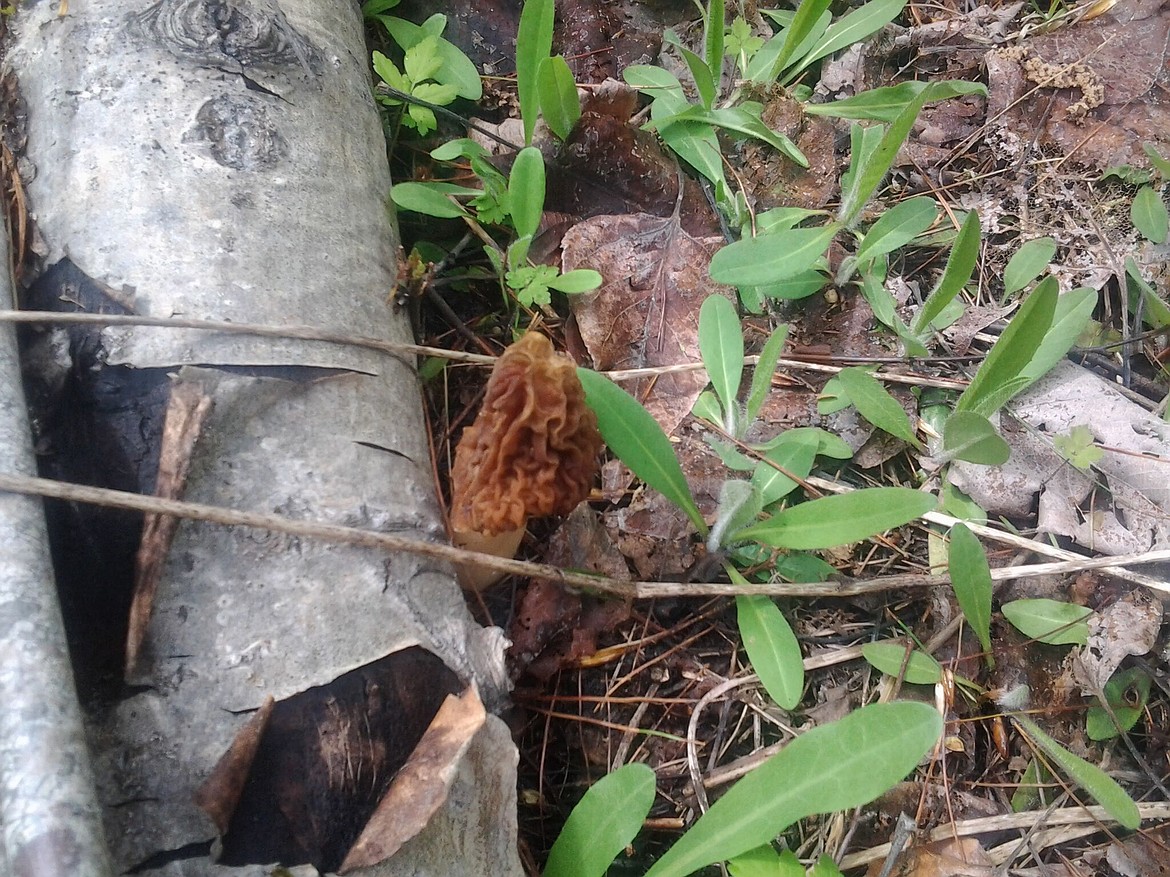 A real fungi find! A hidden morel!