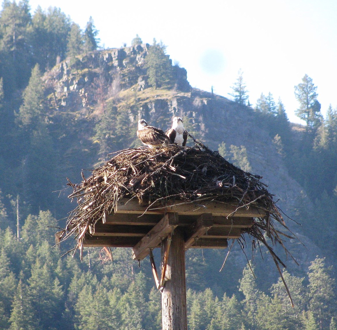 Superior resident, John Benda, took this Osprey photo on Easter near Trout Creek. &#147;Local lore has it the Osprey return each year at Easter from their winter home down south and leave when the Tamarack needles begin to turn color in the fall,&#148; said Benda.