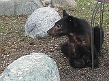 Black bear visits RV Park