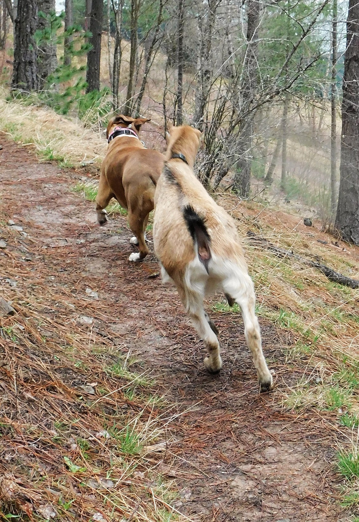 Kiff and Marty kick up their heels and high tail it down the trail together.