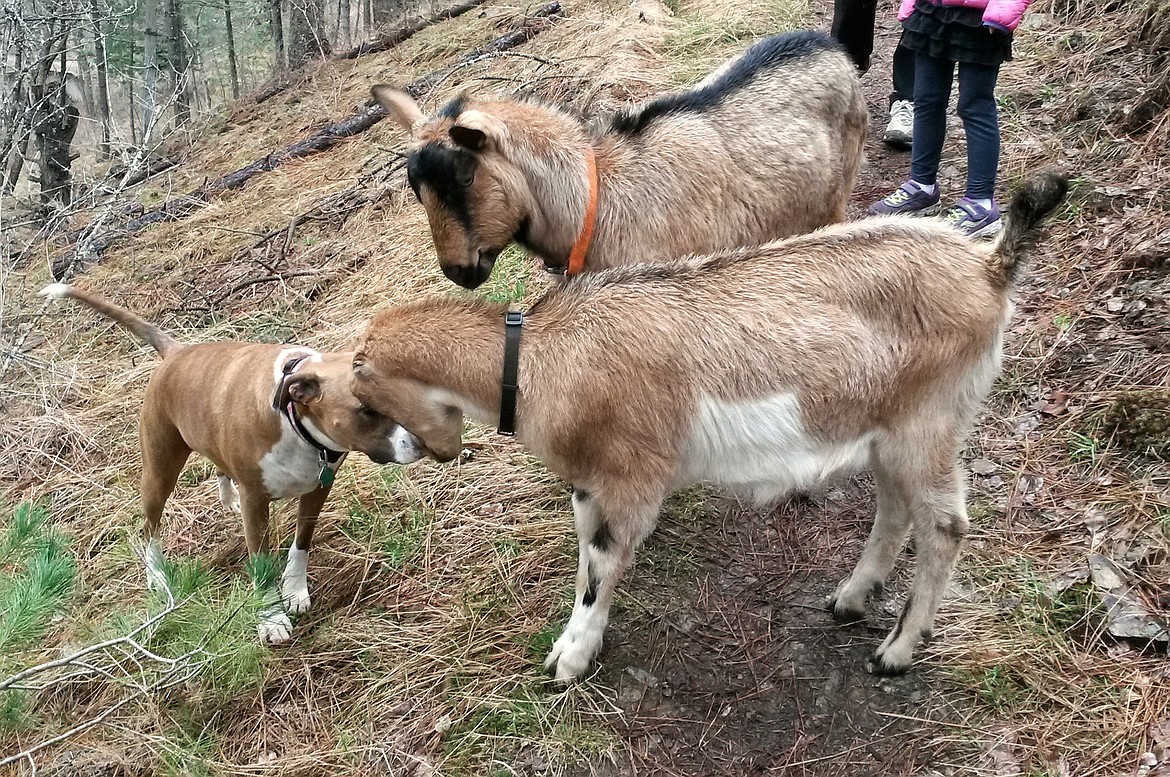 Marty, Kiff and Tank take a moment to put their heads together while out on the trail.