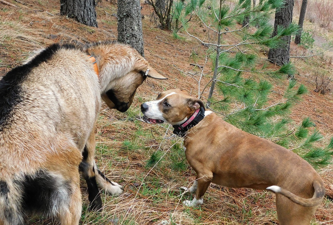 Tank and Marty make friends while out on the trail.