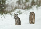 Study looking at rare critters