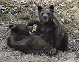 Orphaned grizzly bear cubs adapting to new home