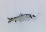 Glacier Park lake trout netting shows promise