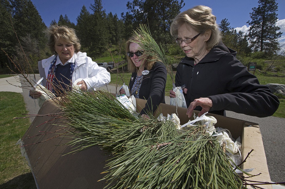 Members of the Lt. George Farragut Chapter of the Daughters of the American Revolution, from left, Luella Stilley, Gail Outhwaite and Nancy Beyer pick Ponderosa Pine saplings to take home after Friday&#146;s event in McEuen Park.