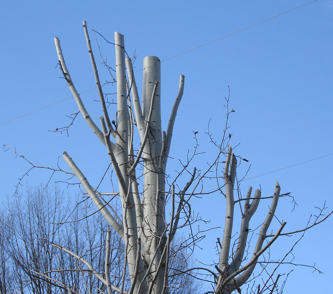 Courtesy photo
An aspen tree shows human-caused damage as its top has been cut &#151; this damage is irreparable and the tree will not recover.