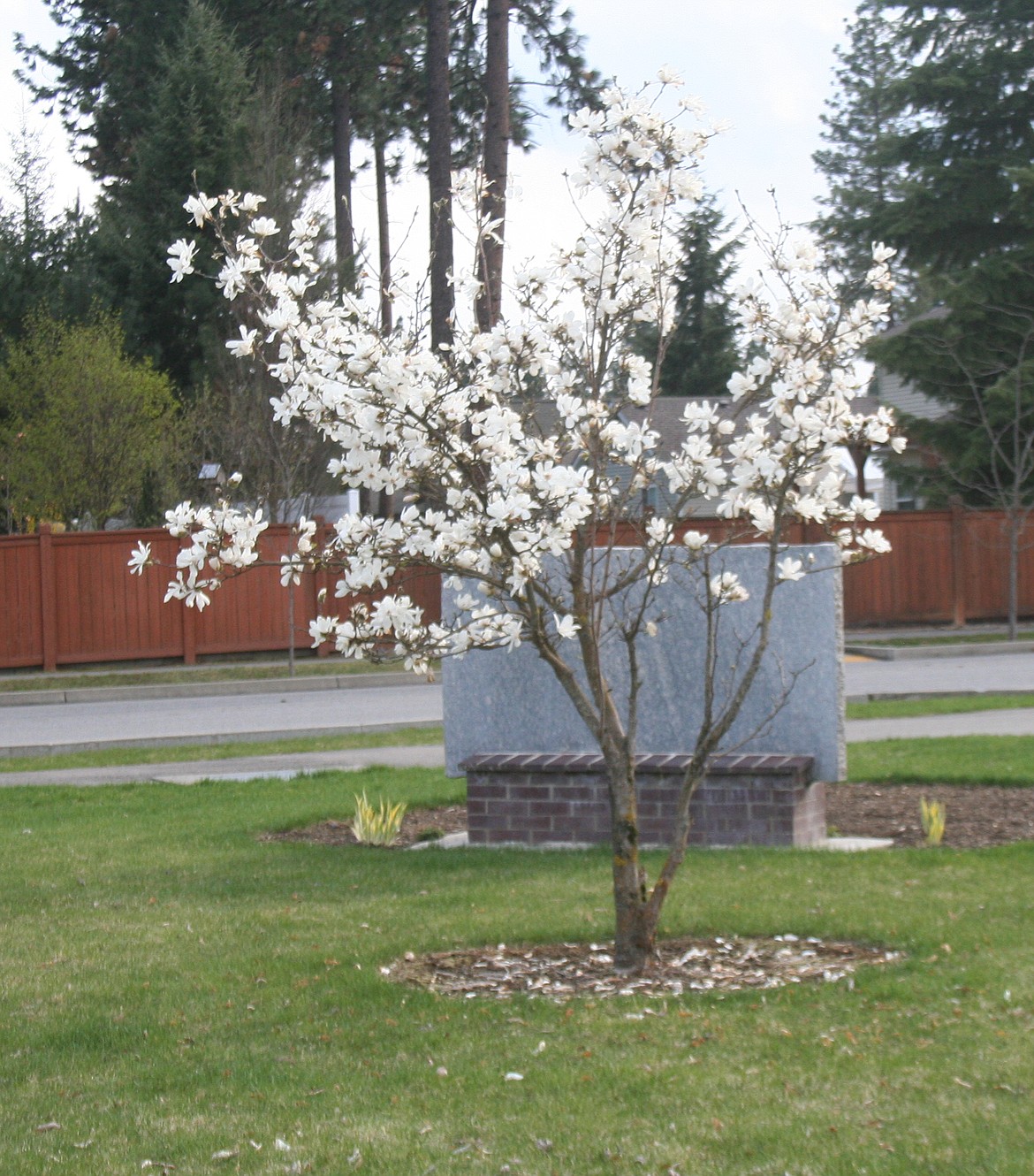 Courtesy photo
Urban trees provide splashes of beauty in yards and swales. A home with urban trees sells for more than a home without them does.