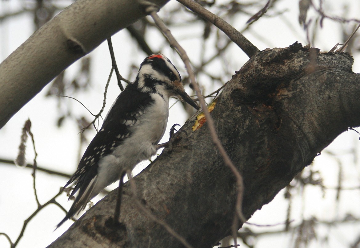 Urban trees provide food and homes for many species of birds, like this hairy woodpecker.