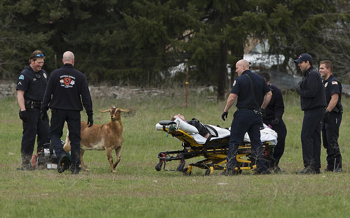 LISA JAMES/Press
Post Falls police attend to Brandon Ross after a foot-chase that ended with police using a stun gun to subdue Ross. The chase lasted about 30 minutes after Ross was found wandering in neighborhoods around 12th Avenue. Ross was subdued in a field off 16th Avenue where a goat wandered over during the activity.