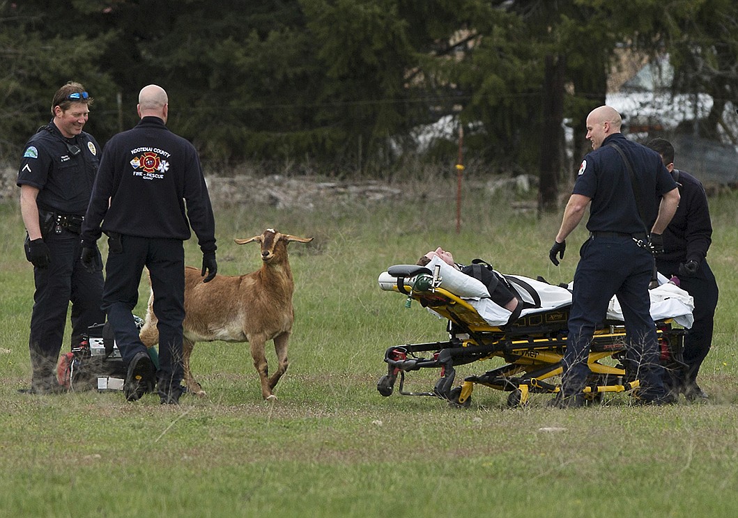 LISA JAMES/PressPost Falls police attend to Brandon Ross after a foot chase that ended with police using a stun gun to subdue Ross. The foot chase lasted about 30 minutes after Ross was found wandering in neighborhoods around 12th Avenue. Ross has multiple warrants, according to police, and was believed to be under the influence.